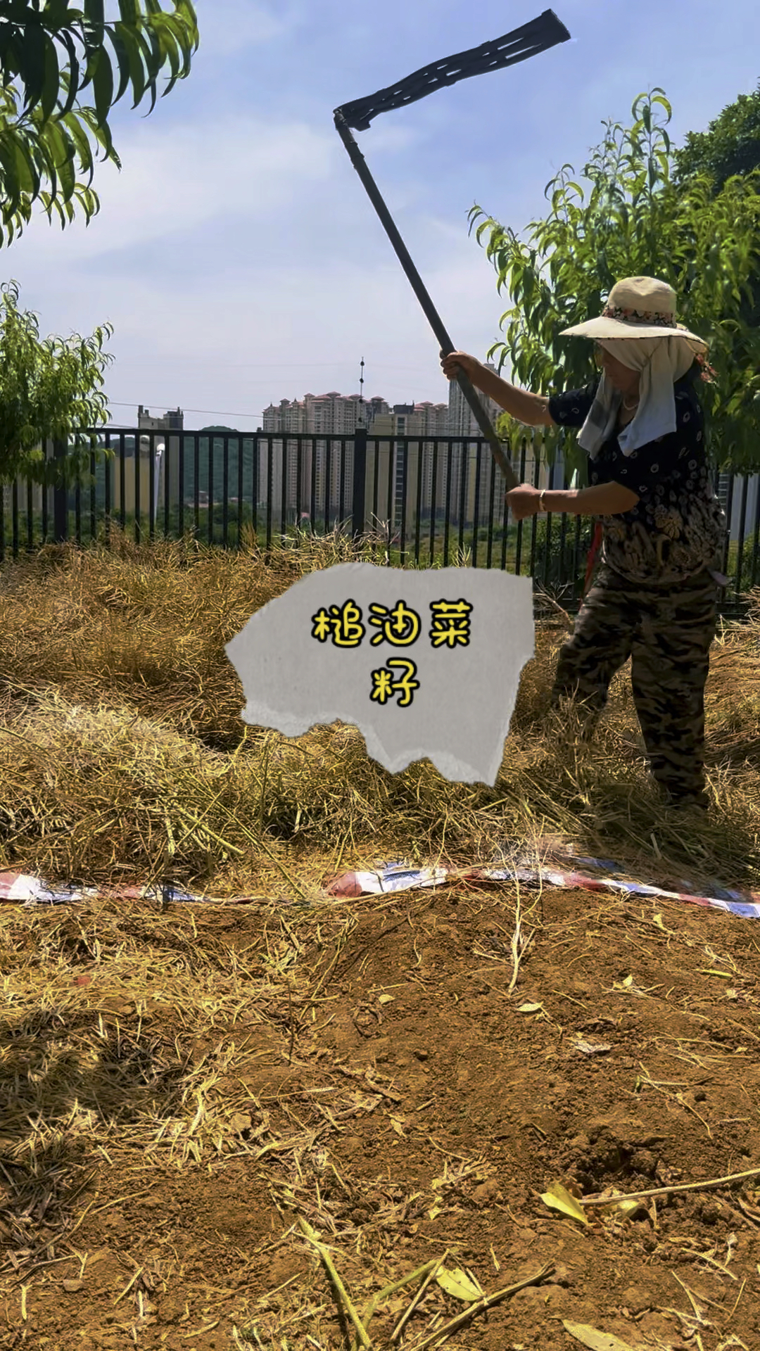 你们打过油菜籽吗?