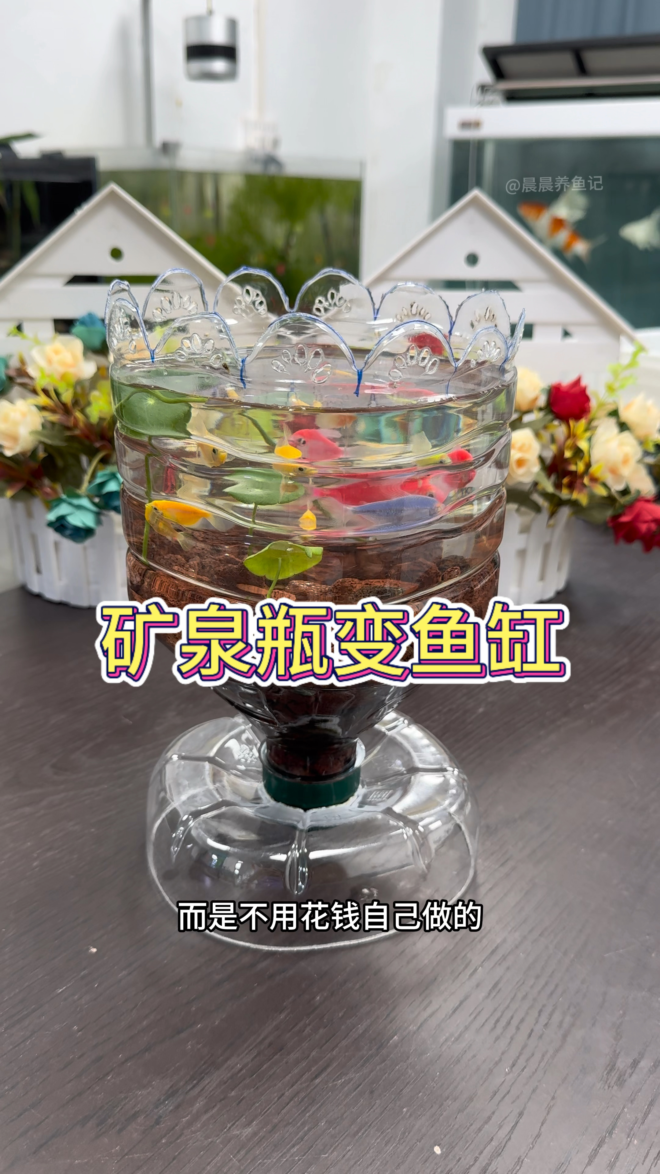 变废为宝,矿泉瓶变鱼缸#水族 #变废为宝 #手工diy