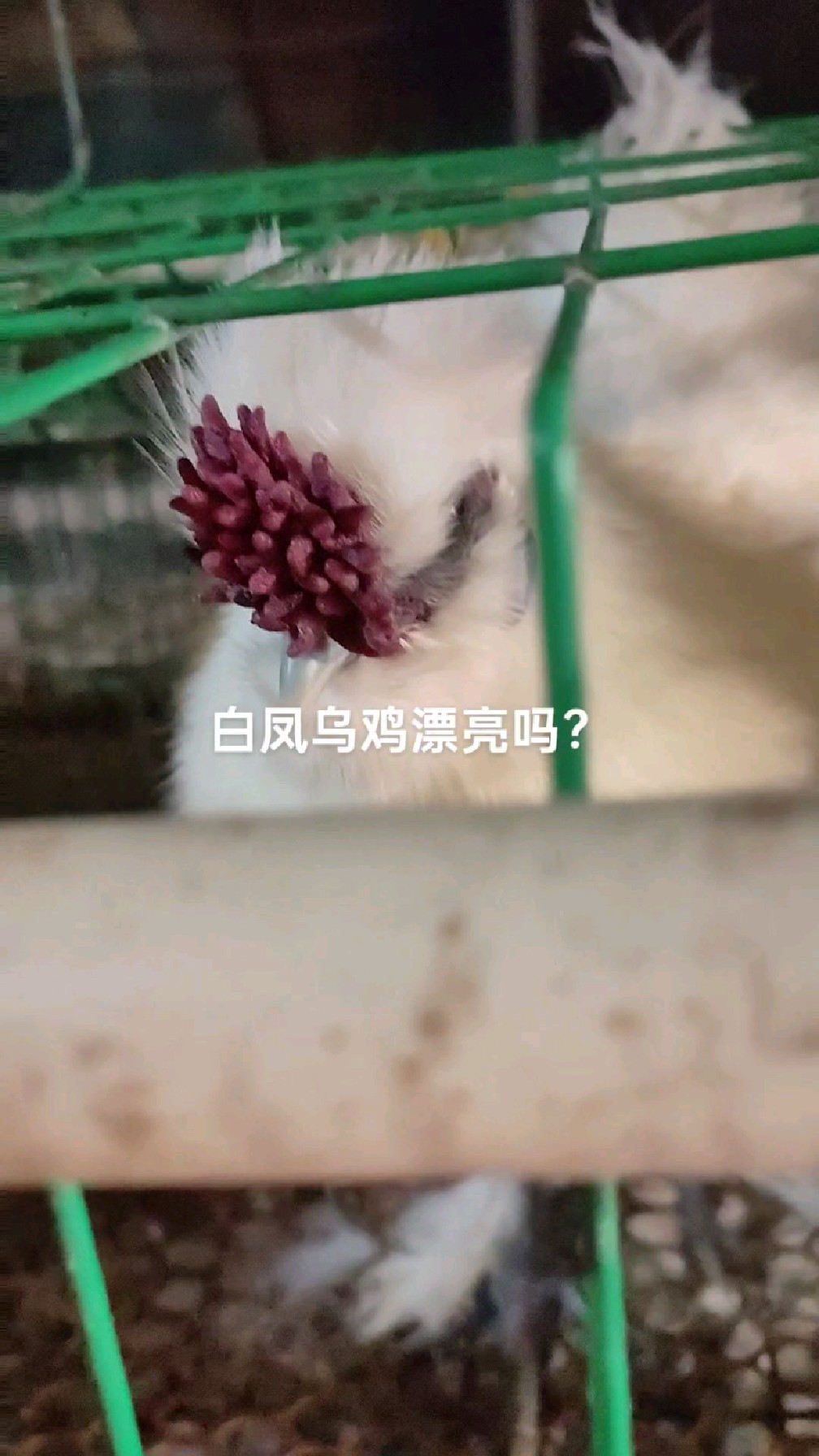 白凤乌骨鸡太漂亮,玫瑰冠,蓝耳关键营养价值很高