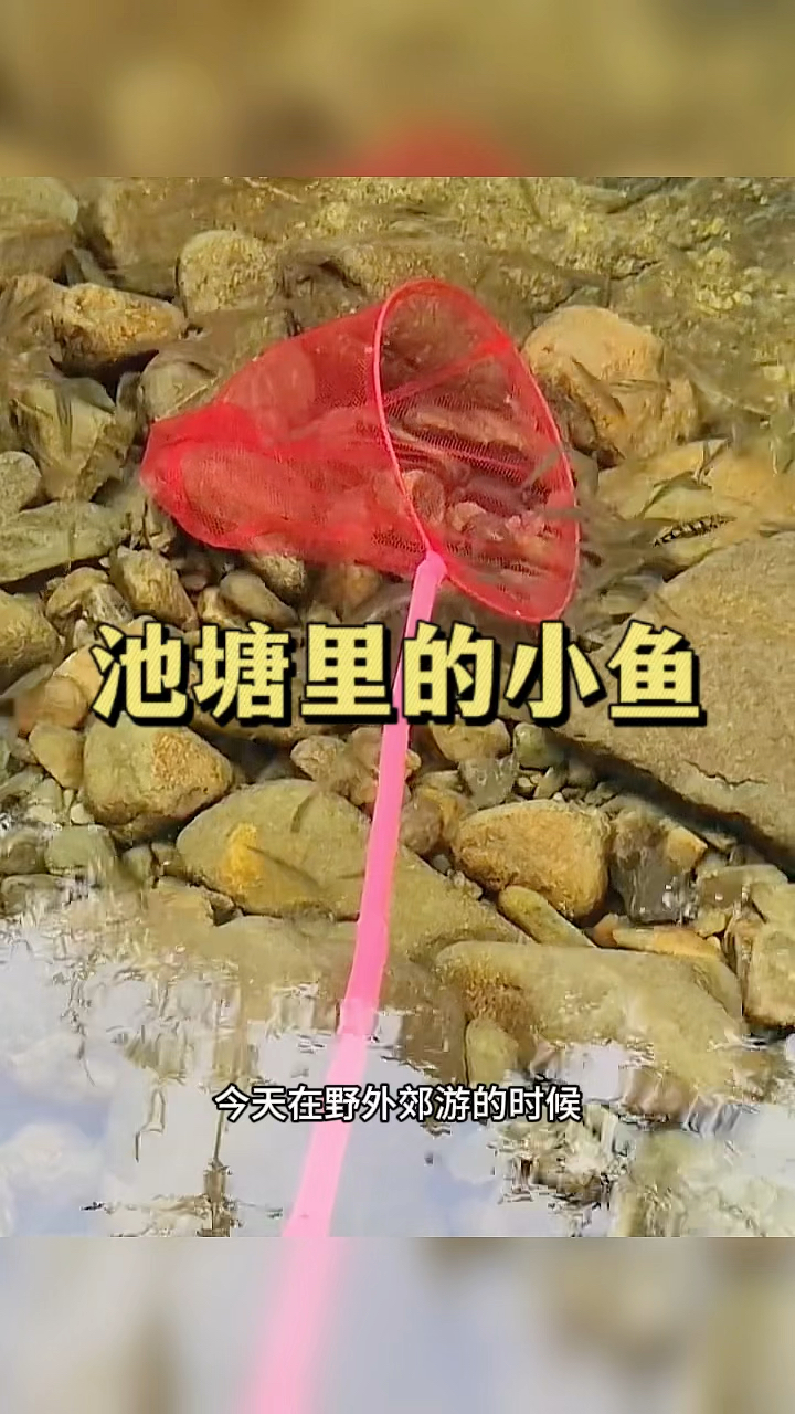 池塘里的小鱼,太多了