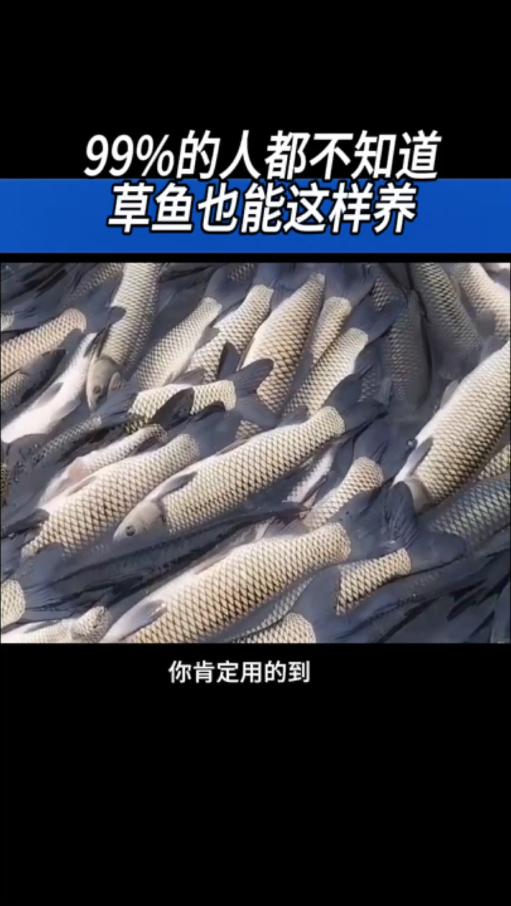 99%的人都不知道草鱼也能这样养#水产养殖