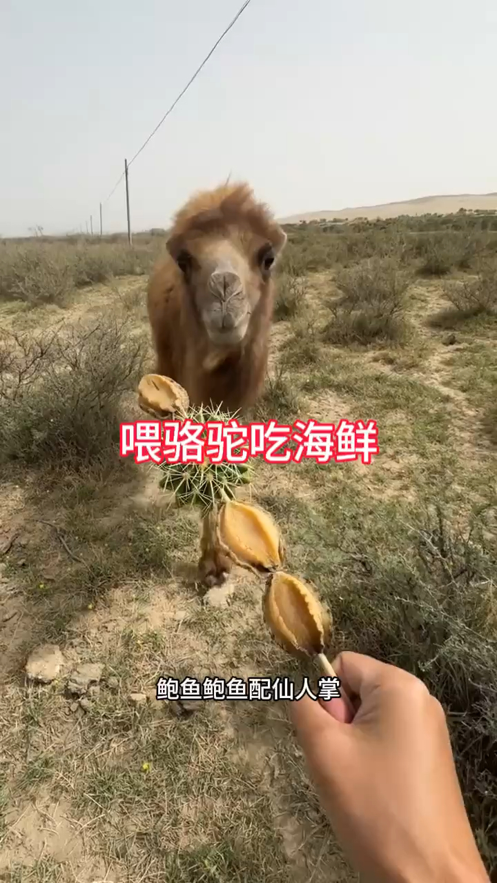 喂骆驼吃海鲜鲍鱼
