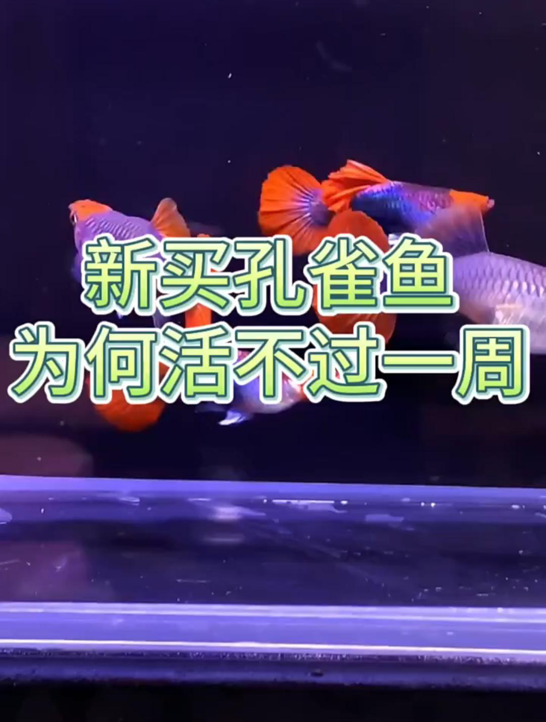 新买孔雀鱼为什么活不过一周