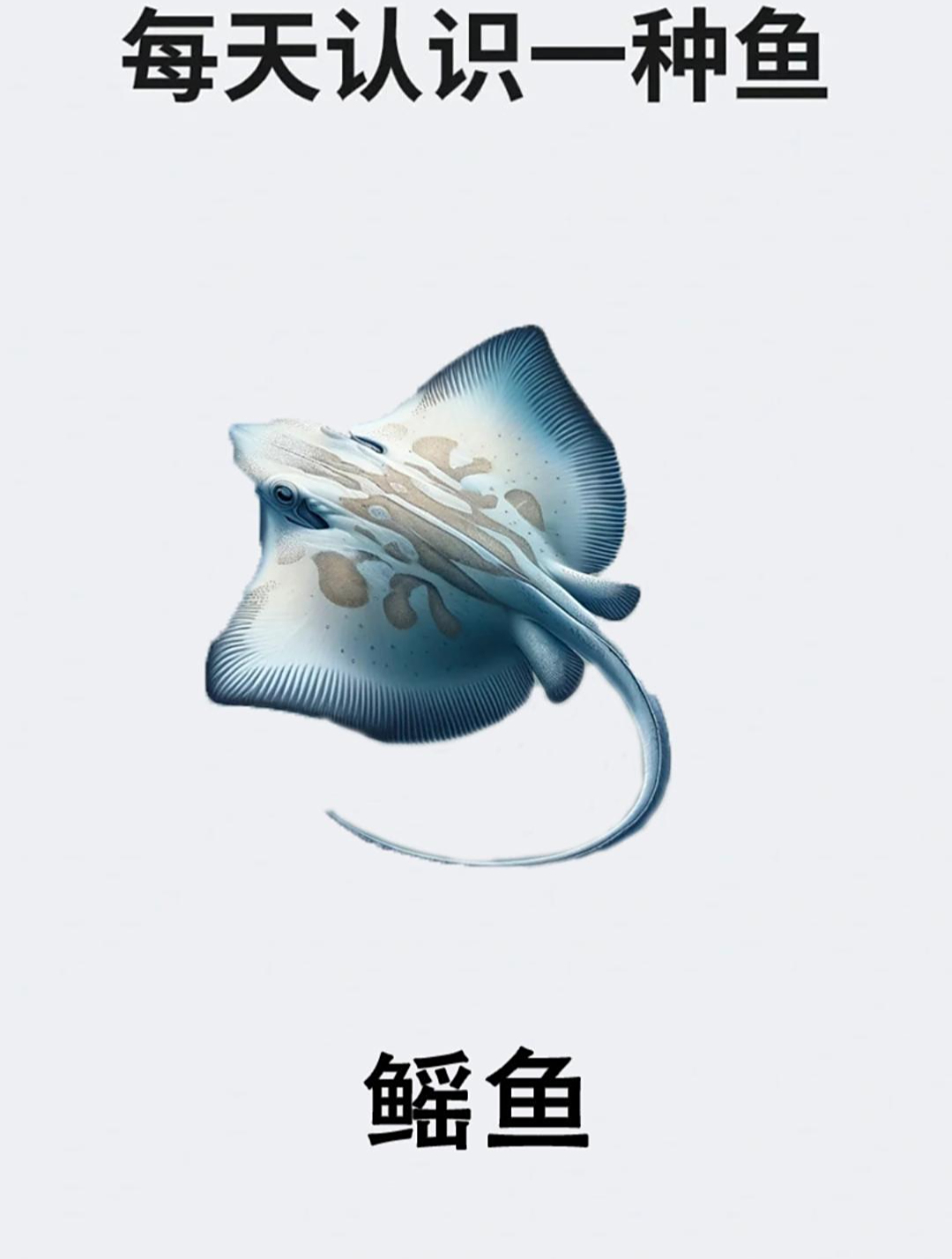 每天认识一种鱼之鳐鱼
