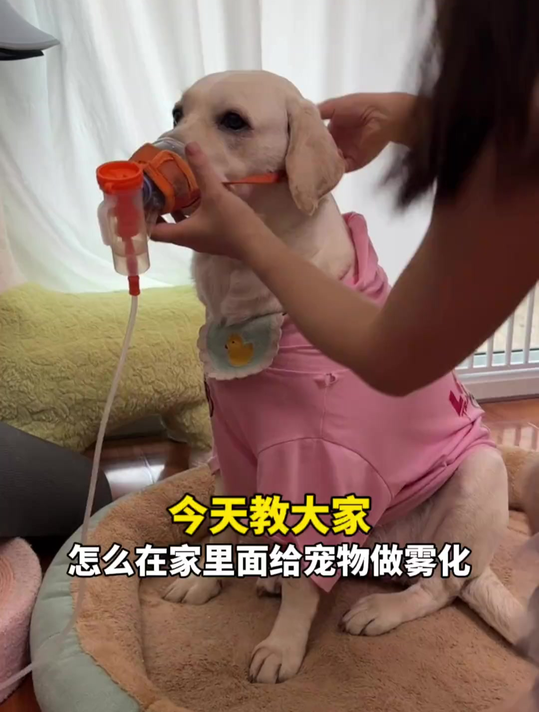 怎么在家给狗狗做雾化?自己的一点点经验分享