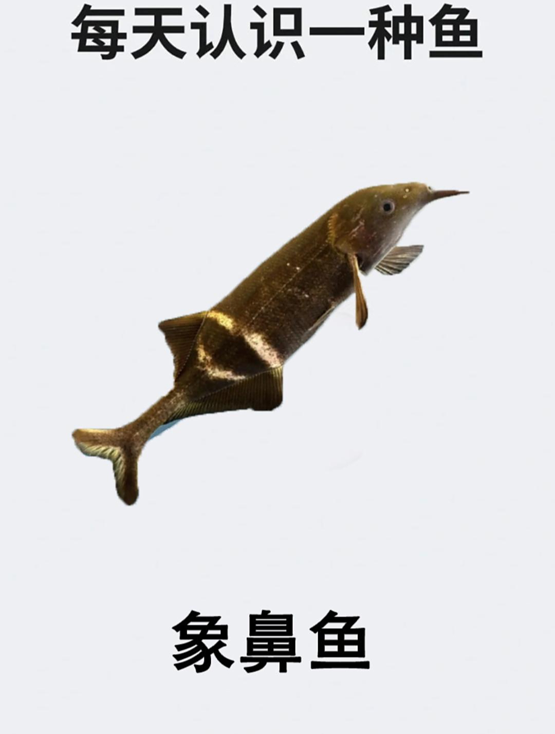 每天认识一种鱼之象鼻鱼
