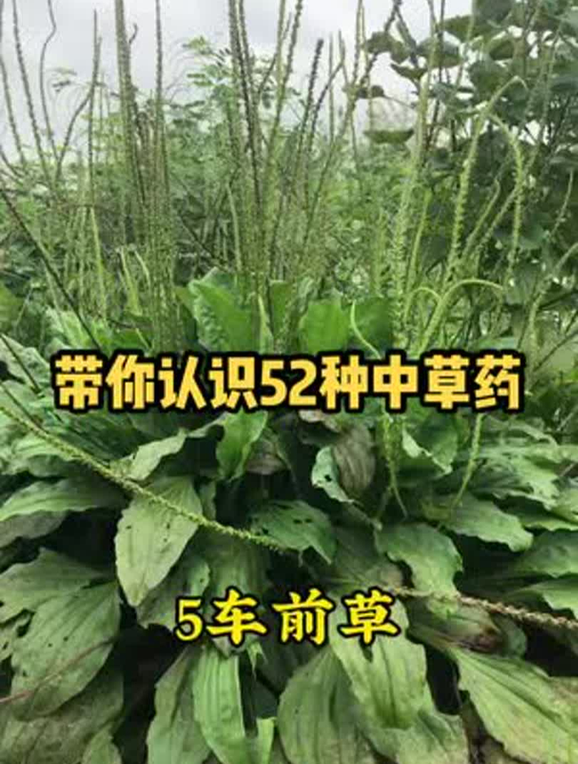 这些农村常见的中草药都是宝,你认识几种?家乡都有吗?