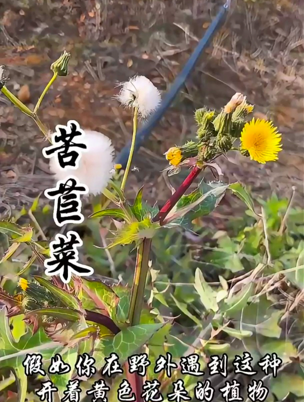 还记得艰苦年代吗?有一种野菜叫作苦苣菜,在可是人们的宝贵食物