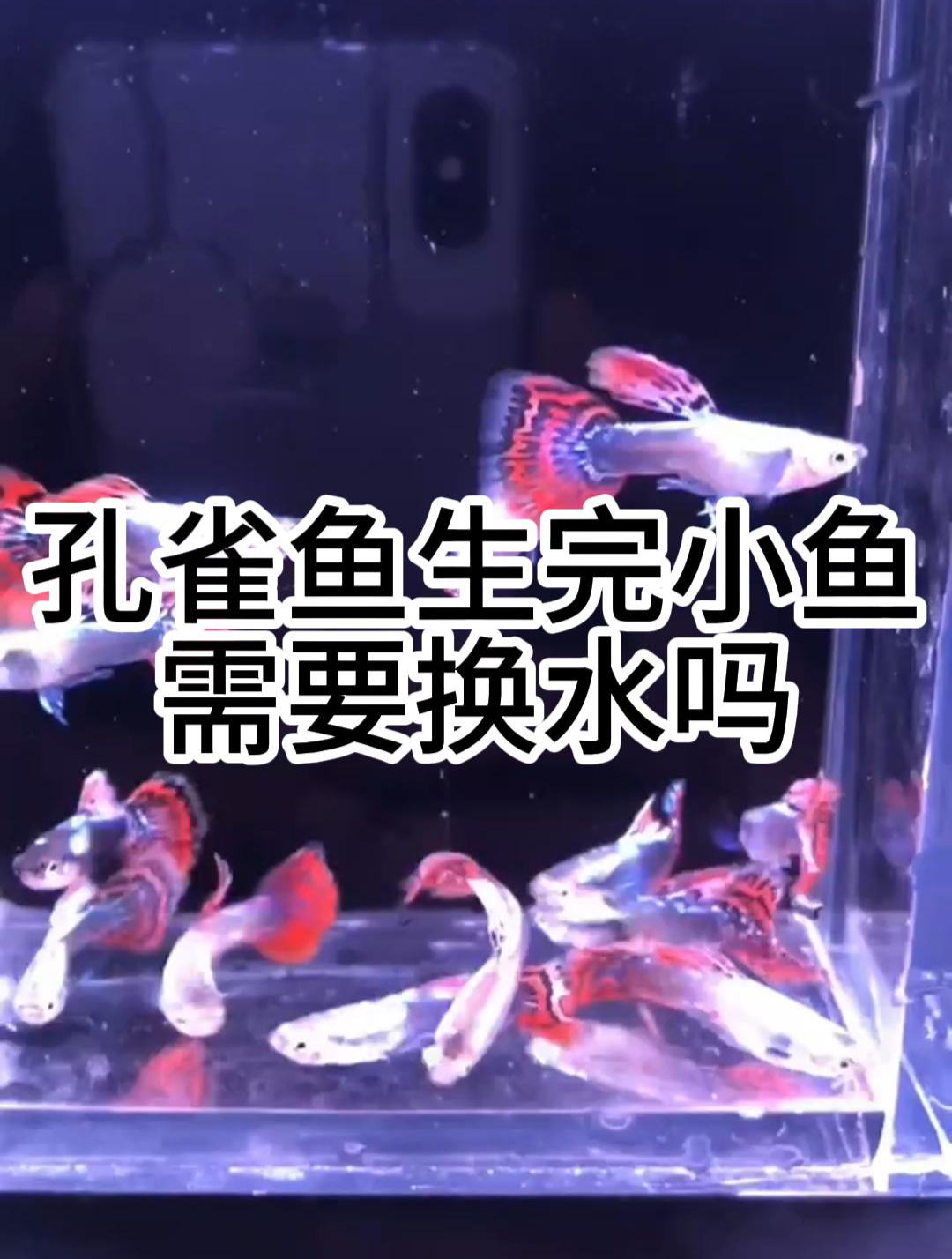 孔雀鱼生完小鱼需要换水吗