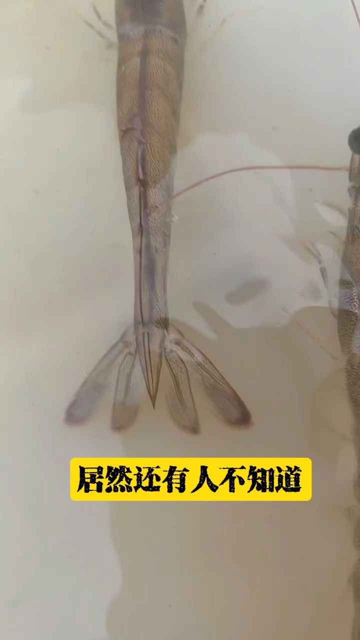 不管你养的金刚虾,罗氏虾,还是对虾,这个拌料方案都适合你