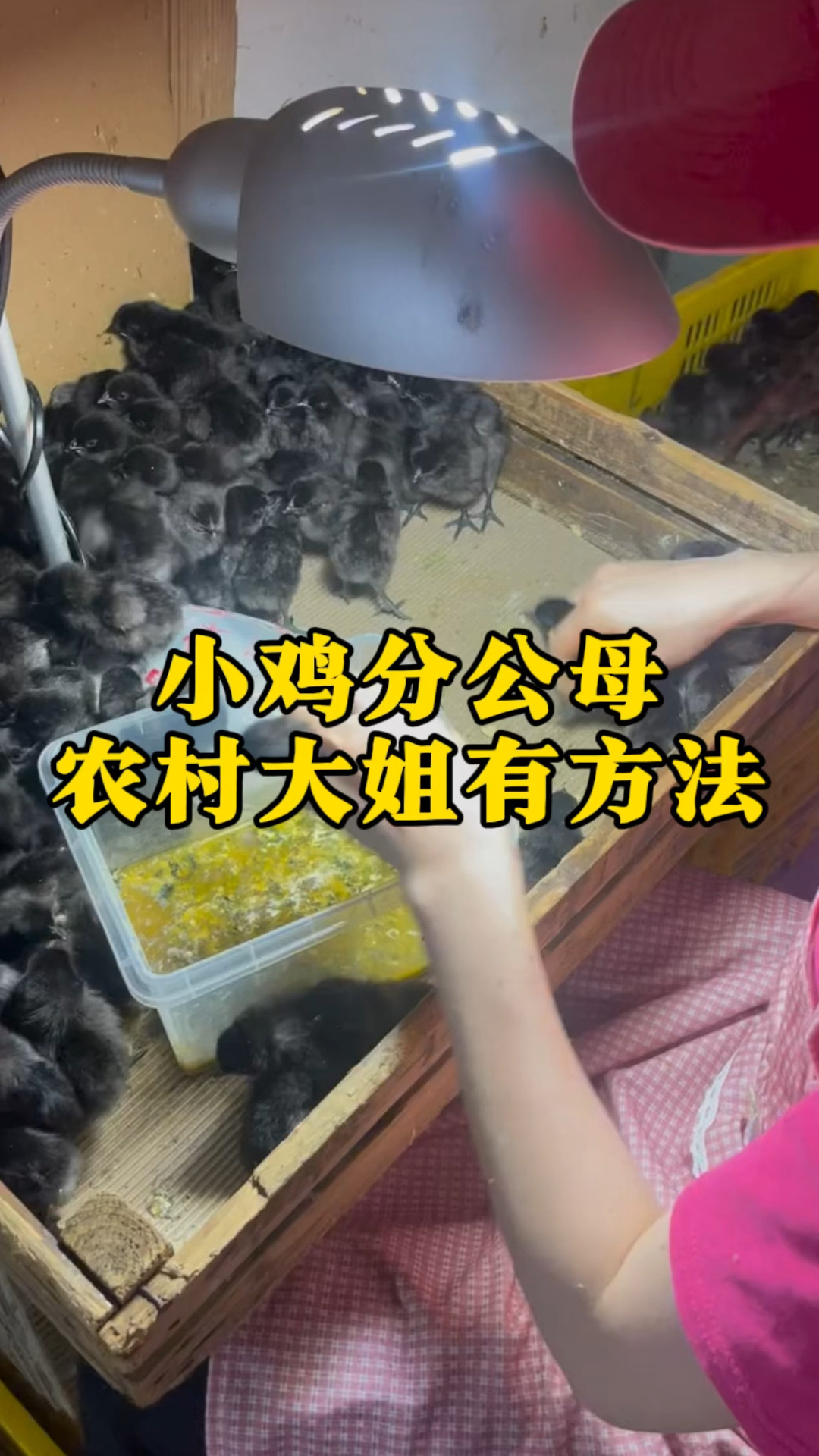 小鸡分公母,农村大姐有高招,准确率达9成