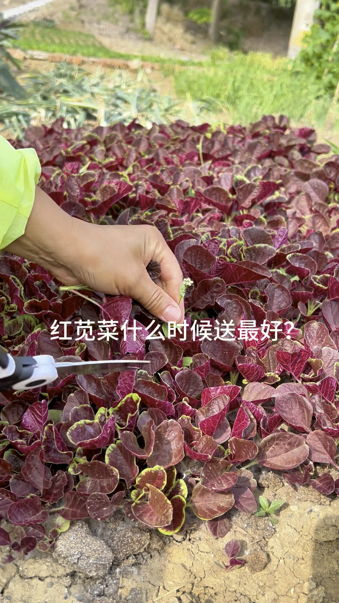 红苋菜什么时候种植最好?如何吃