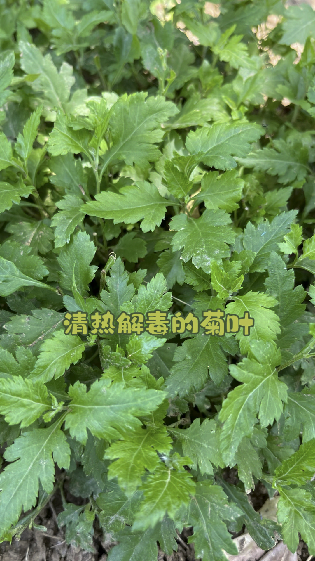菊花脑蛋汤,南京人的白月光。