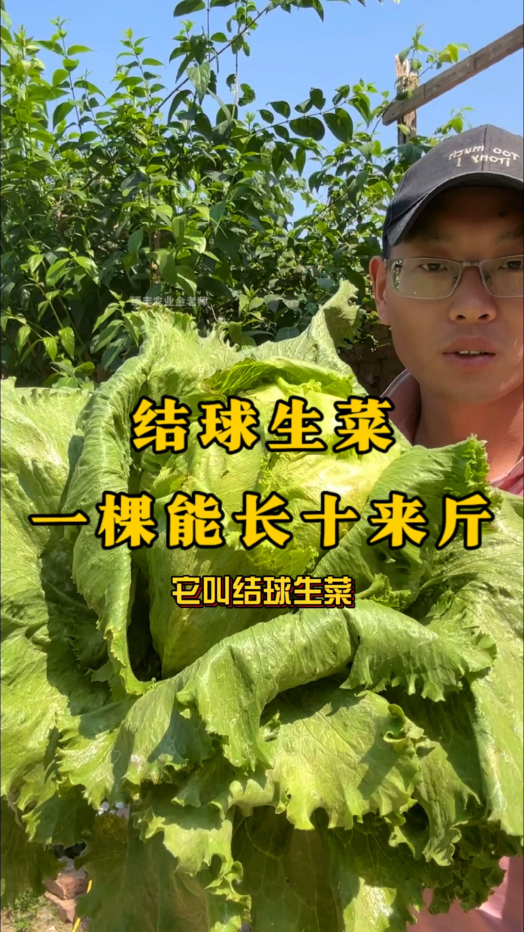 长得比白菜还大的生菜你见过吗?它就是结球生菜!