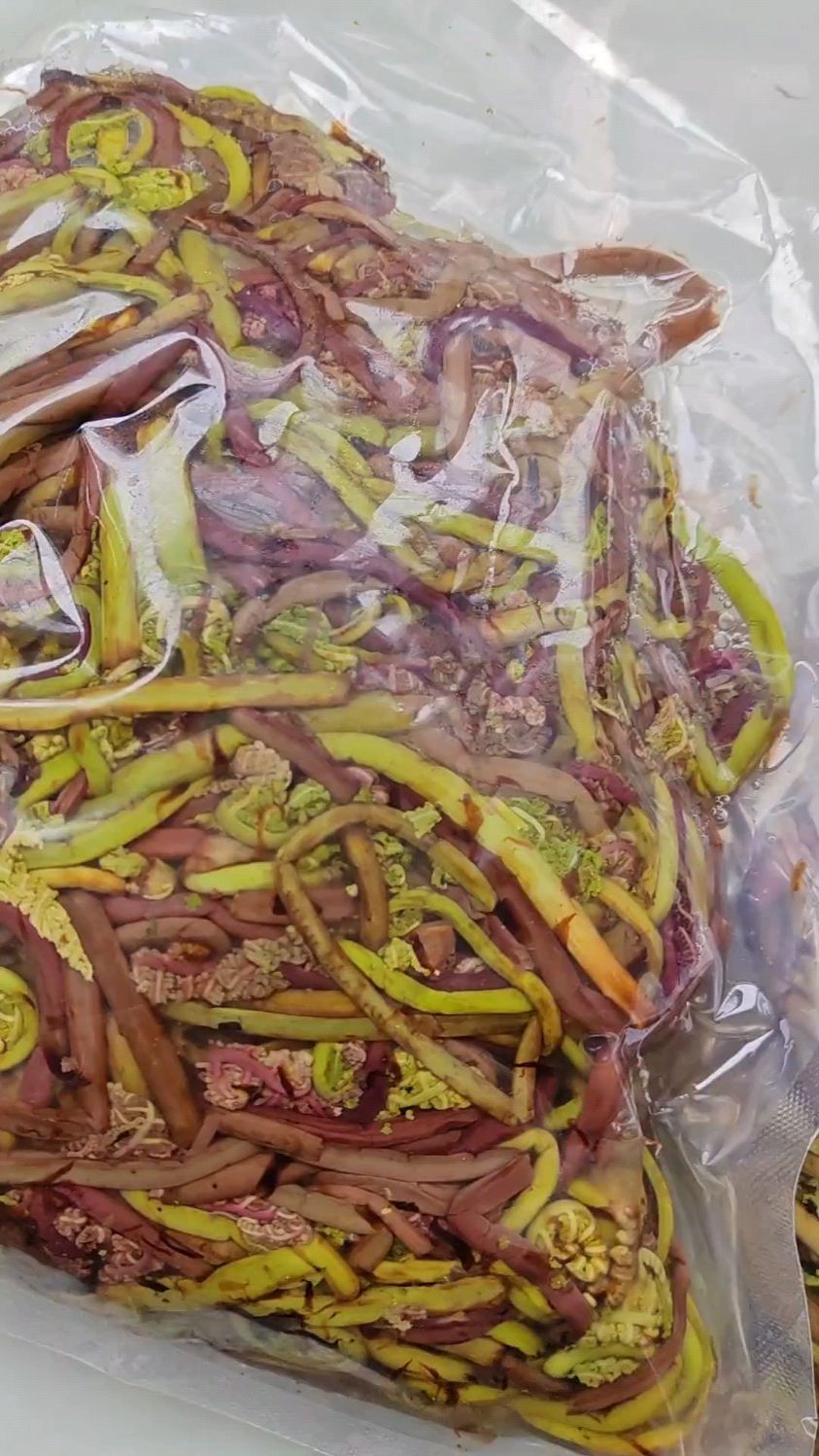 东北小兴安岭野生猴腿菜,马上就要踩不到了,喜欢吃的老铁抓紧吧