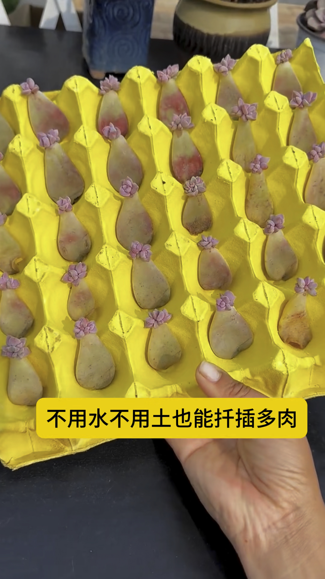 用鸡蛋托扦插多肉成活率高