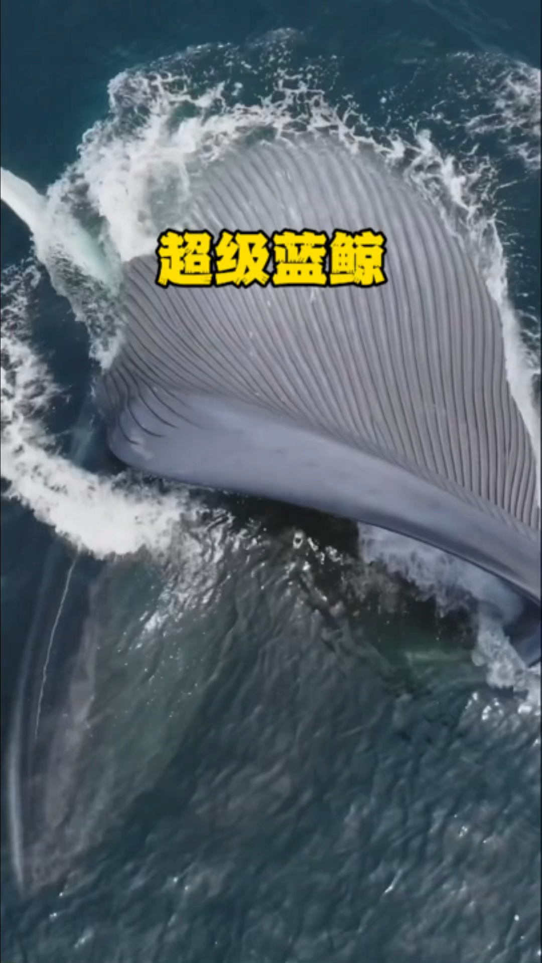 海洋当中的吨位霸主蓝鲸到底有多大,它们又主要吃些什么呢