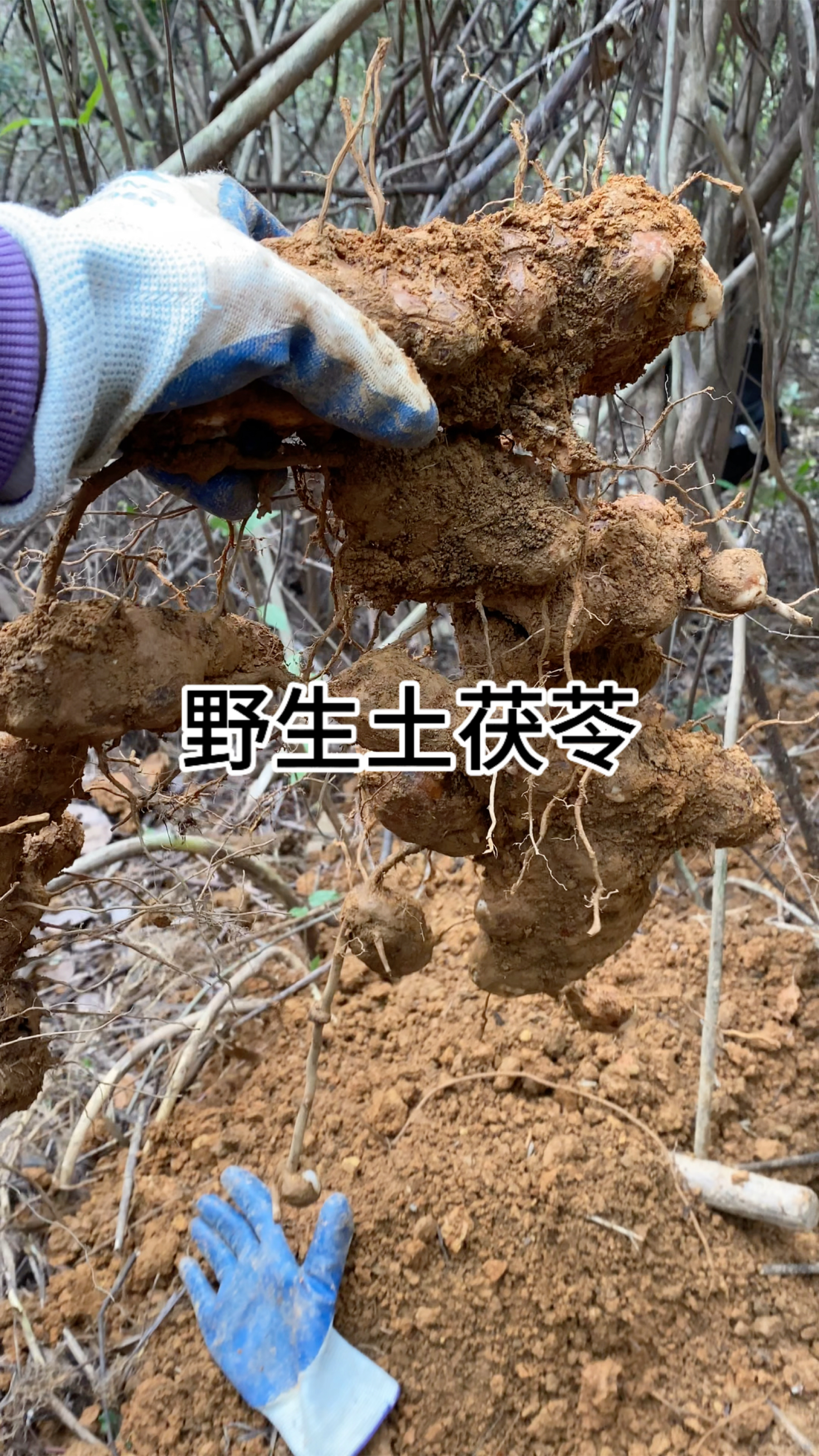 野生土茯苓,春夏两季很合适拿来煲汤煮水的材料,祛湿,清热解毒