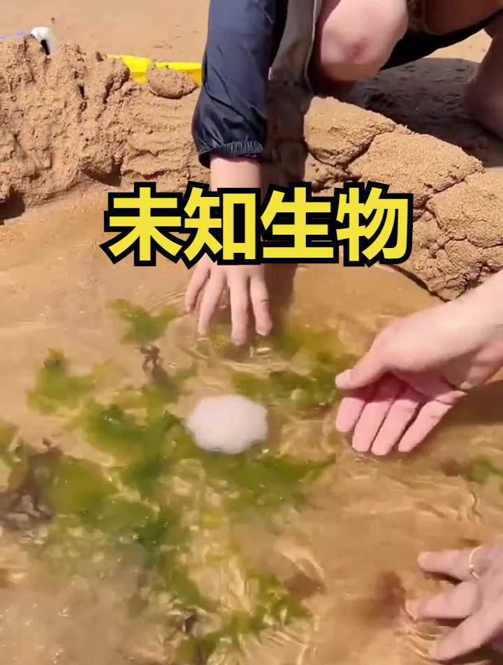 这又是什么未知生物