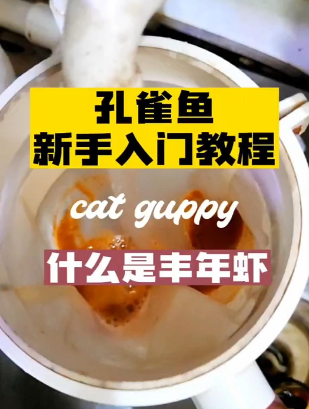 《孔雀鱼新手入门教程》什么是丰年虾