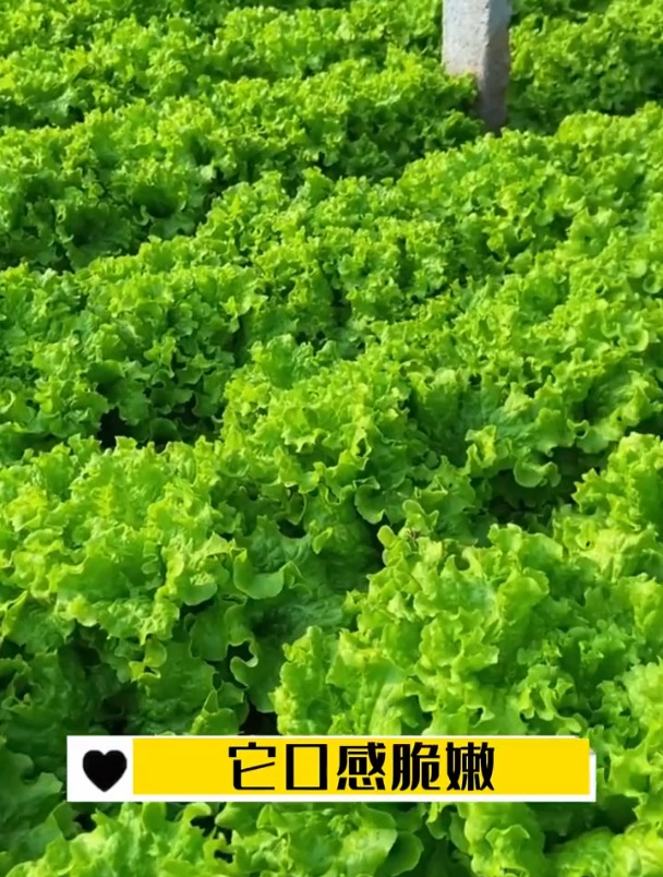 夏天种菜就选它,能耐30度高温,浇浇水就长出绿油油一片