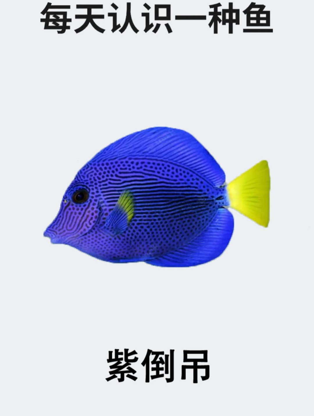 每天认识一种鱼之紫倒吊
