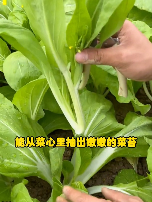专吃菜心的蔬菜,越掐长得越好,它就是早熟白菜苔!