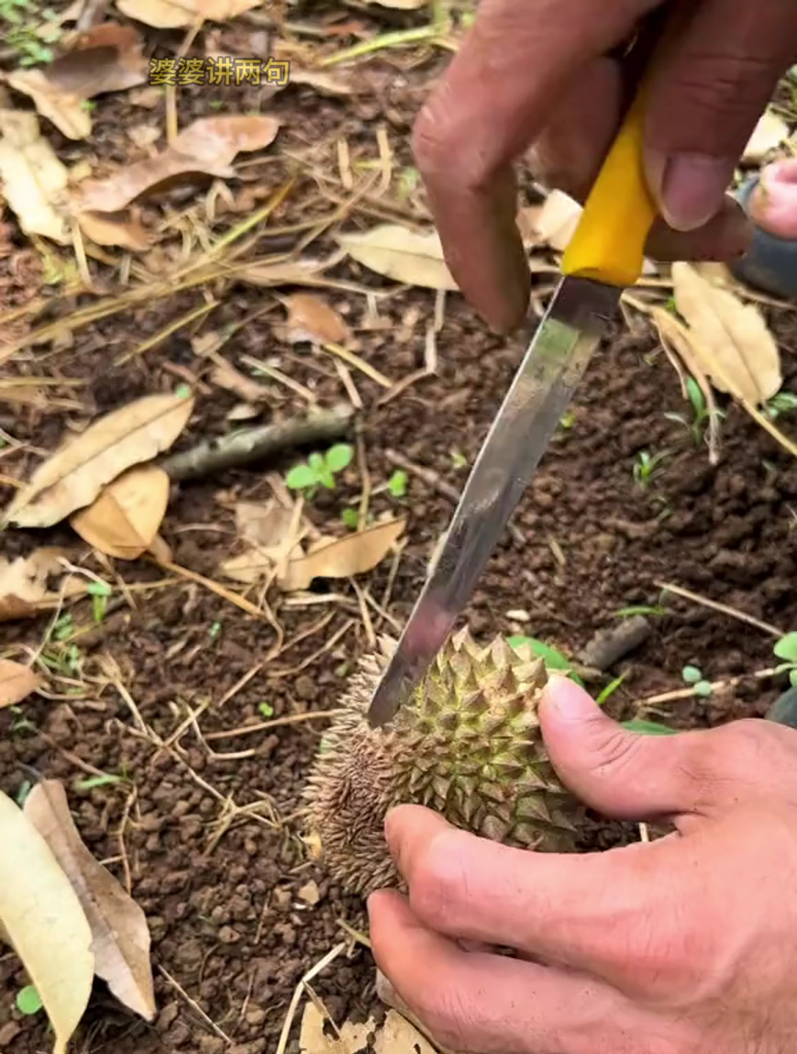 被果农扔掉的残次品榴莲,没想到竟是报恩榴莲,满满的全是肉!
