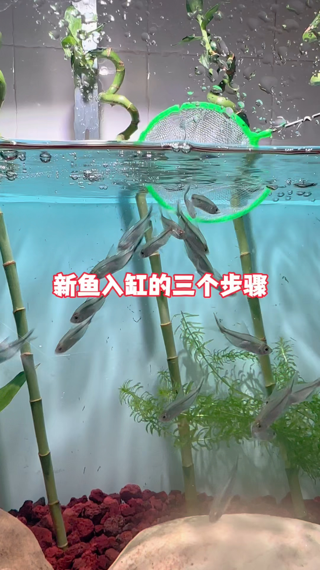 新鱼入缸的三个步骤你做到了吗#水族 #鱼缸里的大自然 #养鱼日记