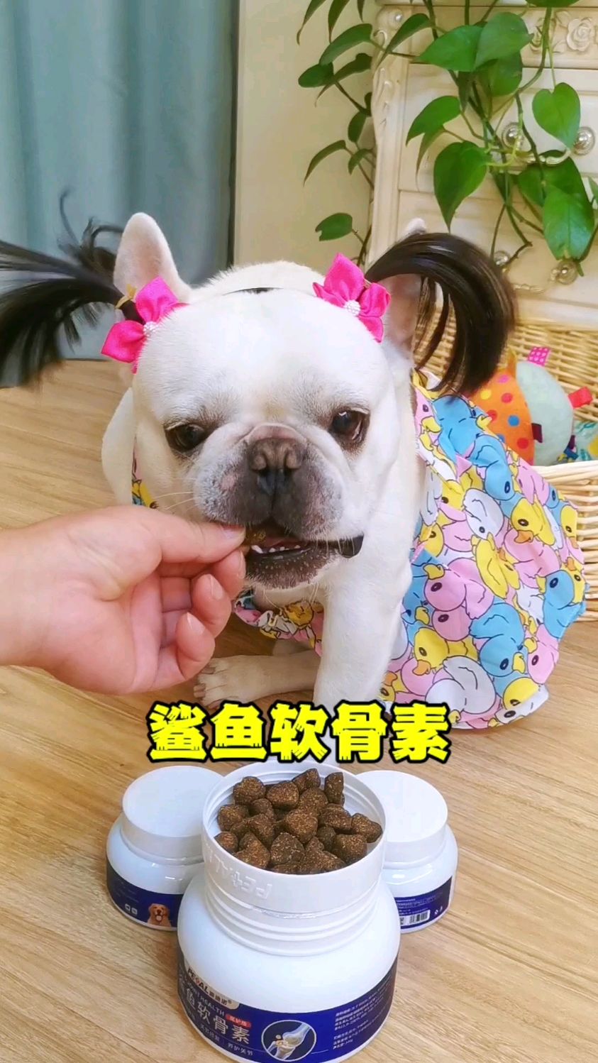 狗狗关节养护要尽早,可以每天给它喂几粒氨糖软骨素。