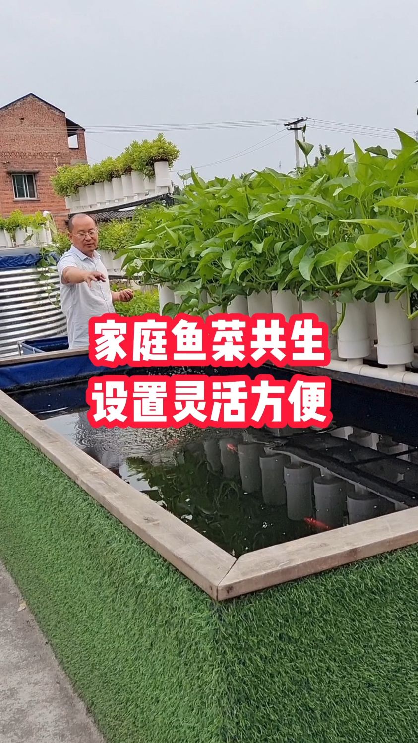 鱼菜共生系统实际就是一个过滤净化水质的系统