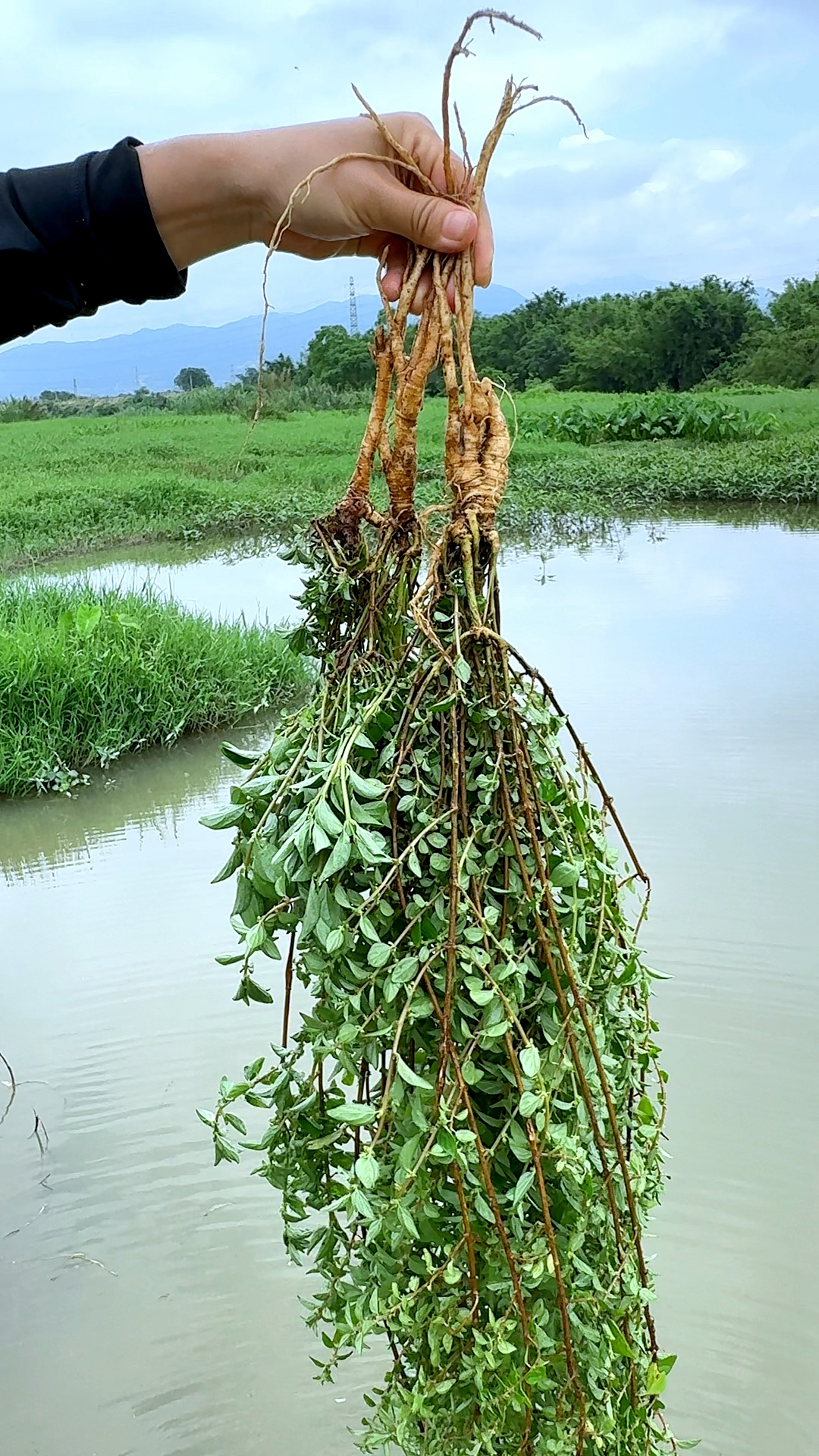 这种植物的根茎长得很像人参,它叫雾水葛,也叫糯米藤、土人参