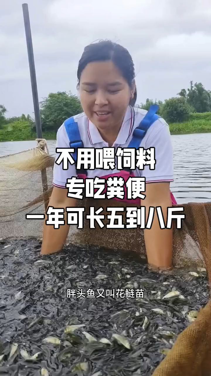 花鲢鱼苗大头鱼苗