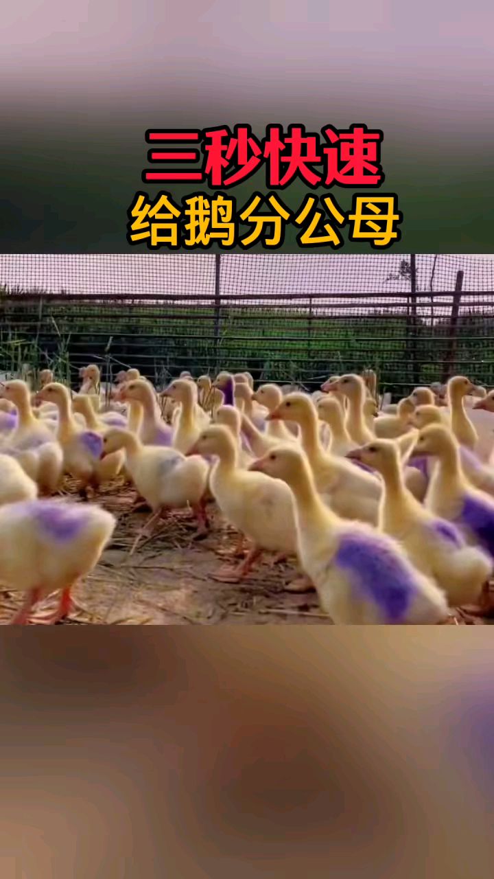 三秒快速给鹅分公母
