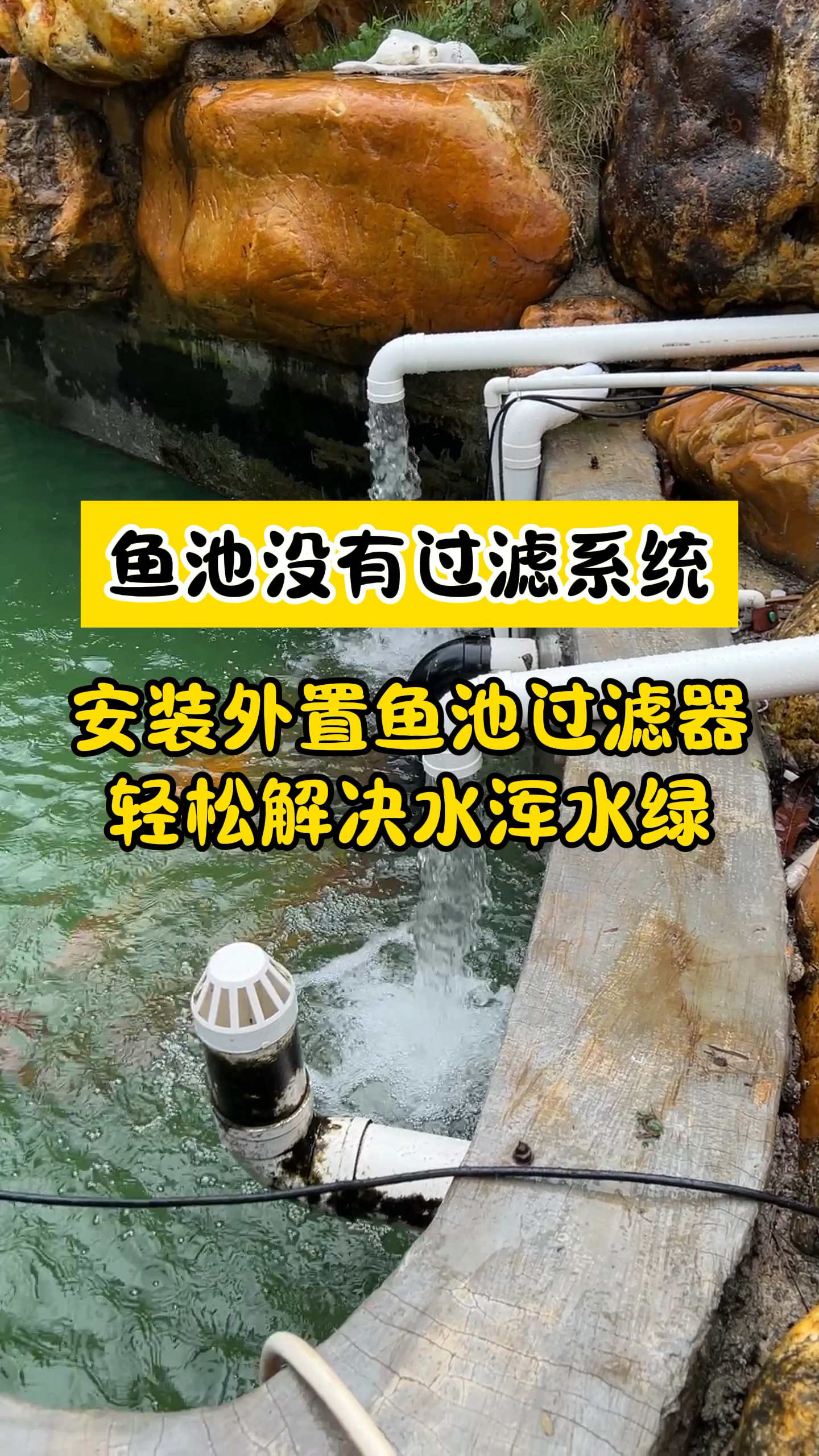 鱼池没有过滤系统的鱼友们注意啦