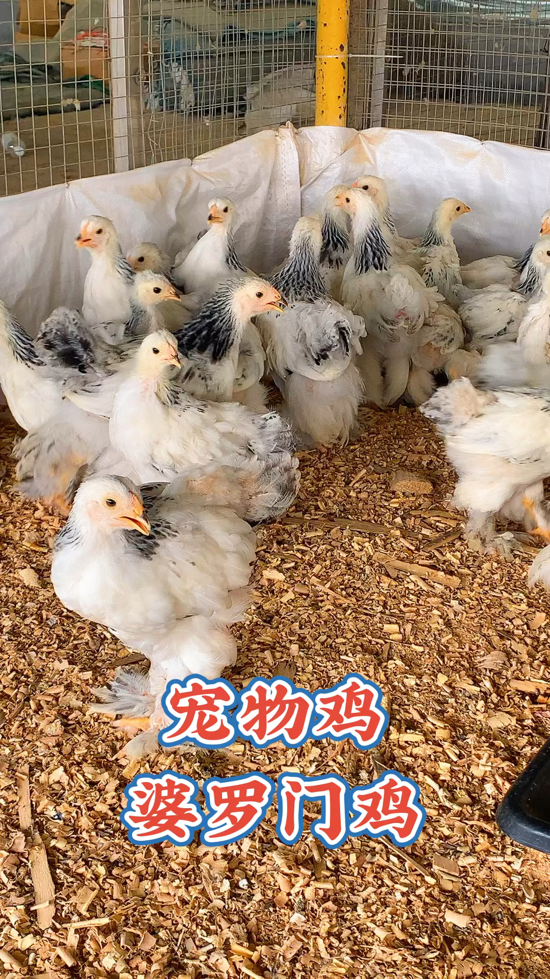 婆罗门鸡苗一公配四母,宠物婆罗门鸡多少钱一只,疫苗防疫齐全