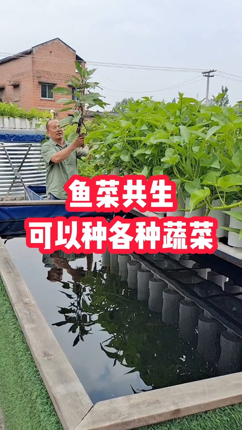 家庭鱼菜共生系统可以种各种蔬菜