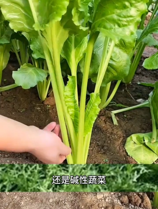 专吃叶子的蔬菜,根达菜也叫牛皮菜,种一次能采收一年!