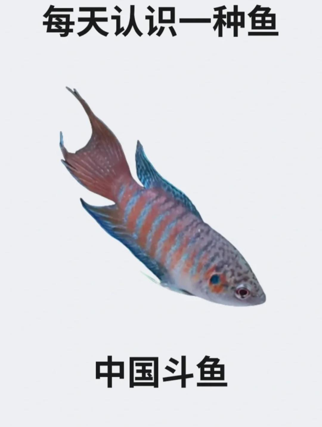 每天认识一种鱼之中国斗鱼