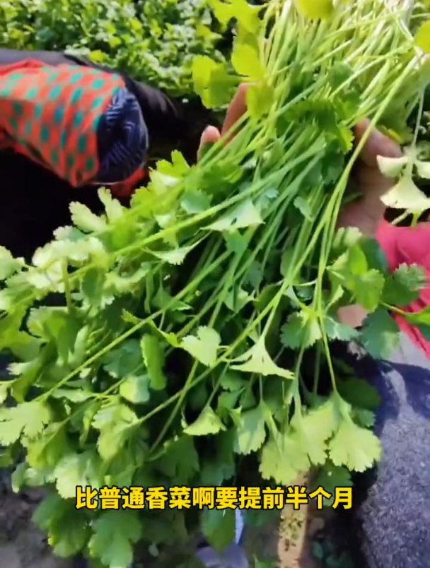 耐热耐抽薹,四季大叶香菜,夏季种植效益高!