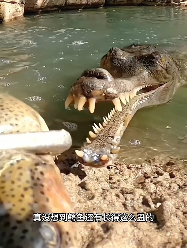 奇怪的鳄鱼,它是什么品种呢?