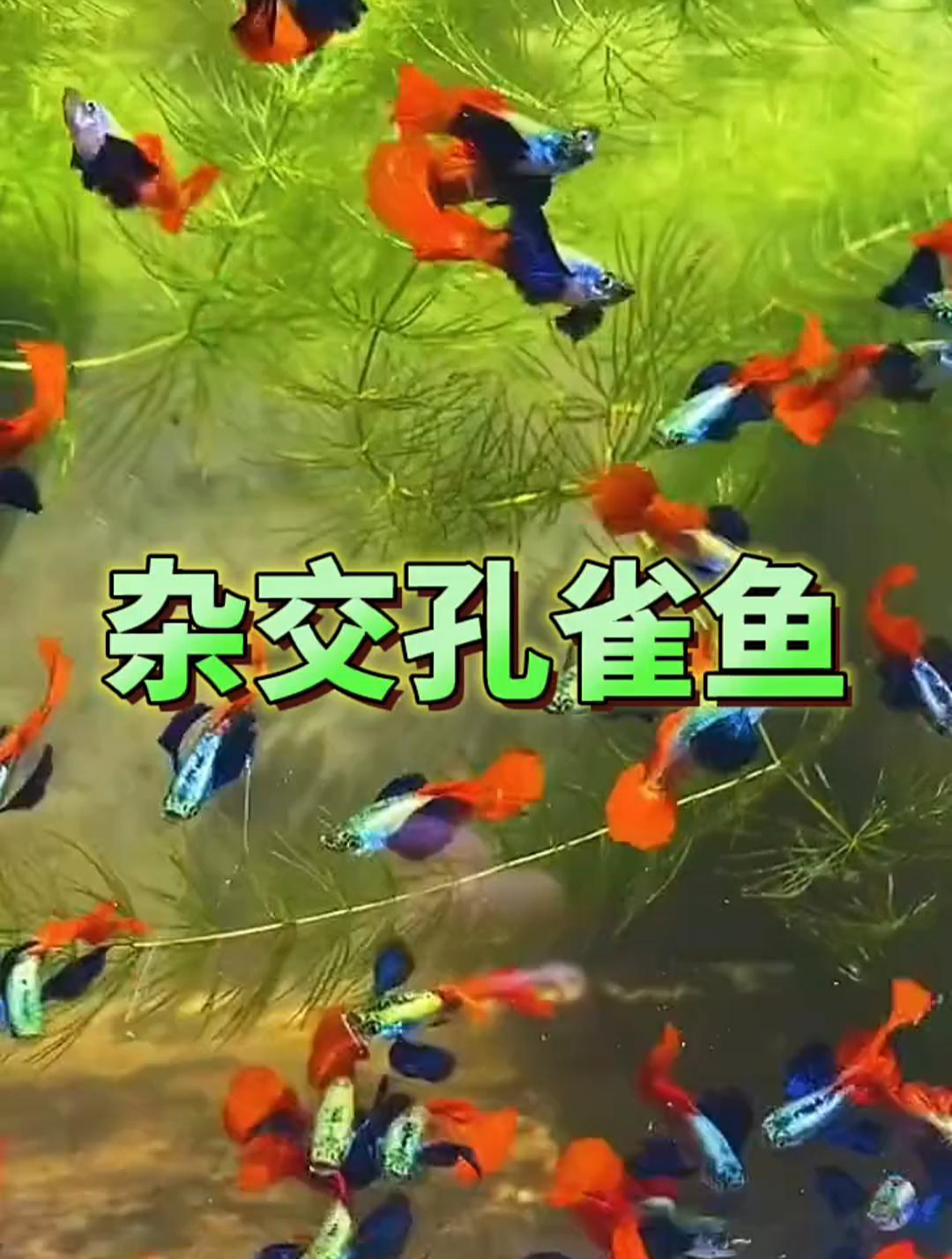孔雀鱼可以进行杂交吗