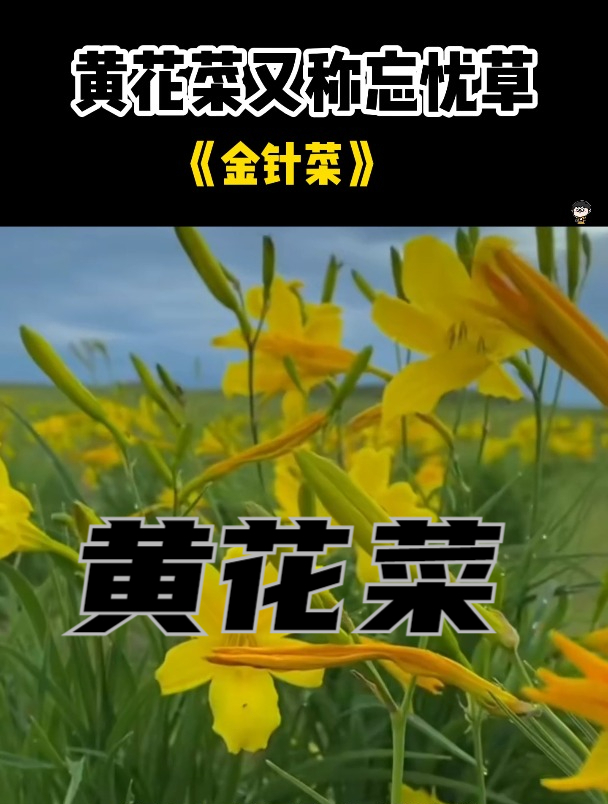 植物科普:黄花菜为什么叫忘忧草?你知道吗