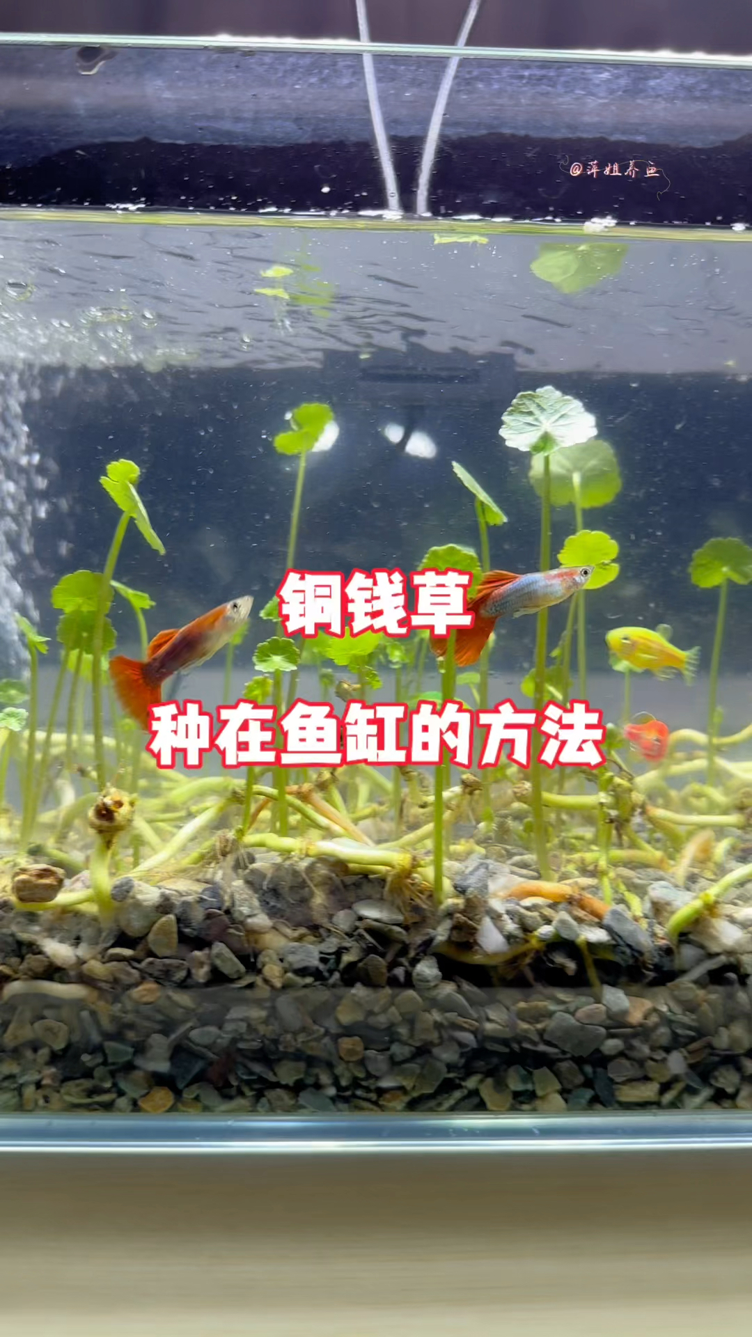 铜钱草种在鱼缸的方法#水族 #鱼缸里的大自然 #养鱼日记