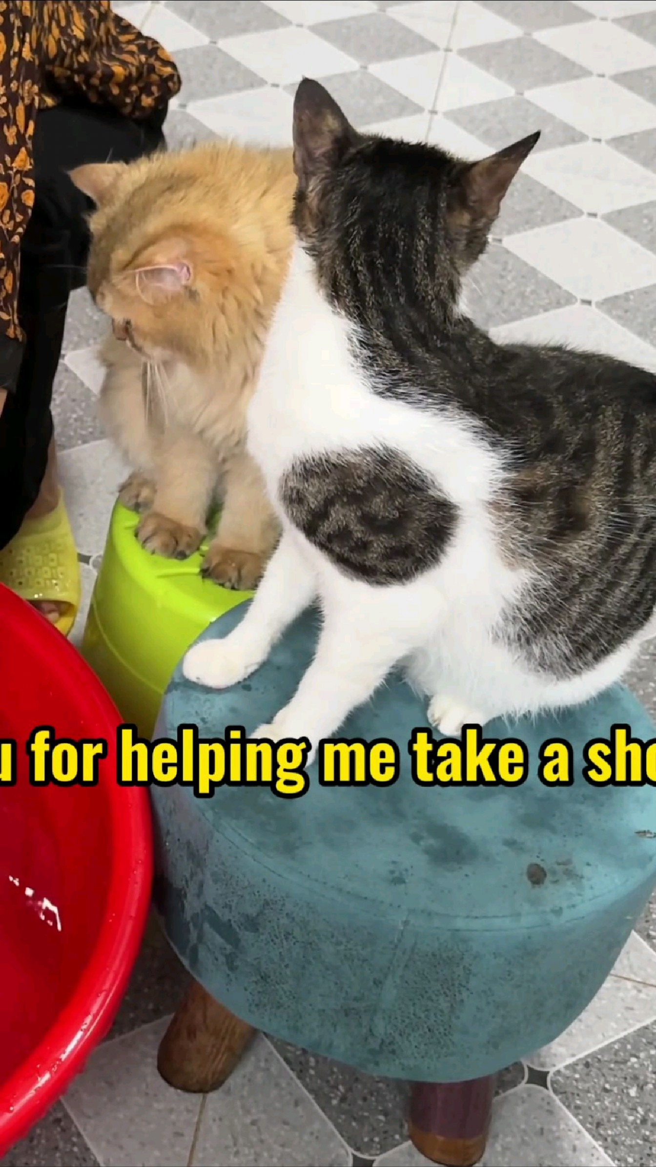 今天来帮公鸡洗澡,两只猫就在旁边看,想要吃