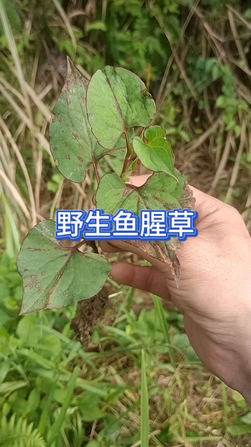 野生鱼腥草你吃过吗