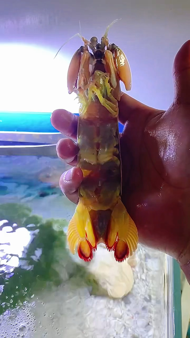 天有不测风云,我的皮皮虾呀