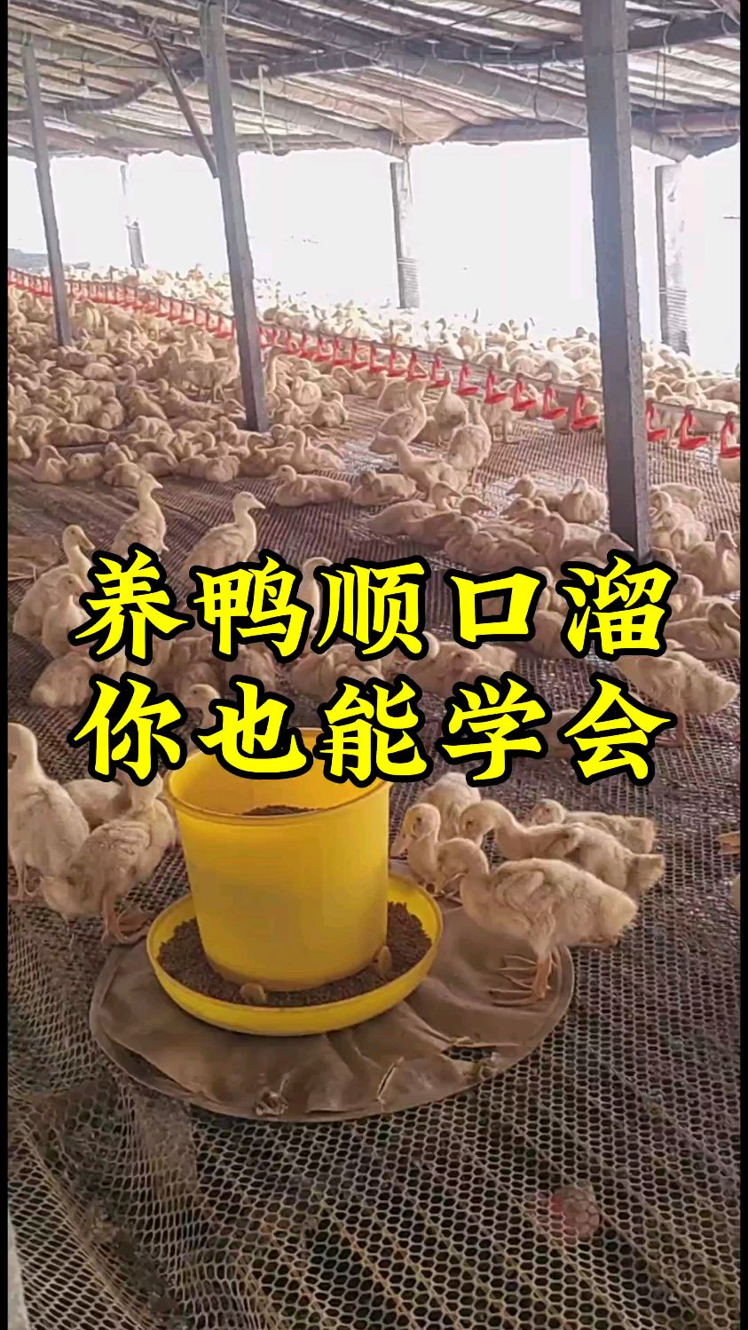养鸭顺口溜你也能学会