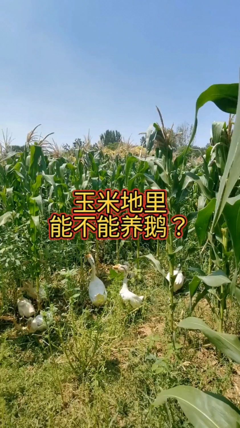 玉米地里 能不能养鹅?#鸡鸭鹅养殖#三农#上热门