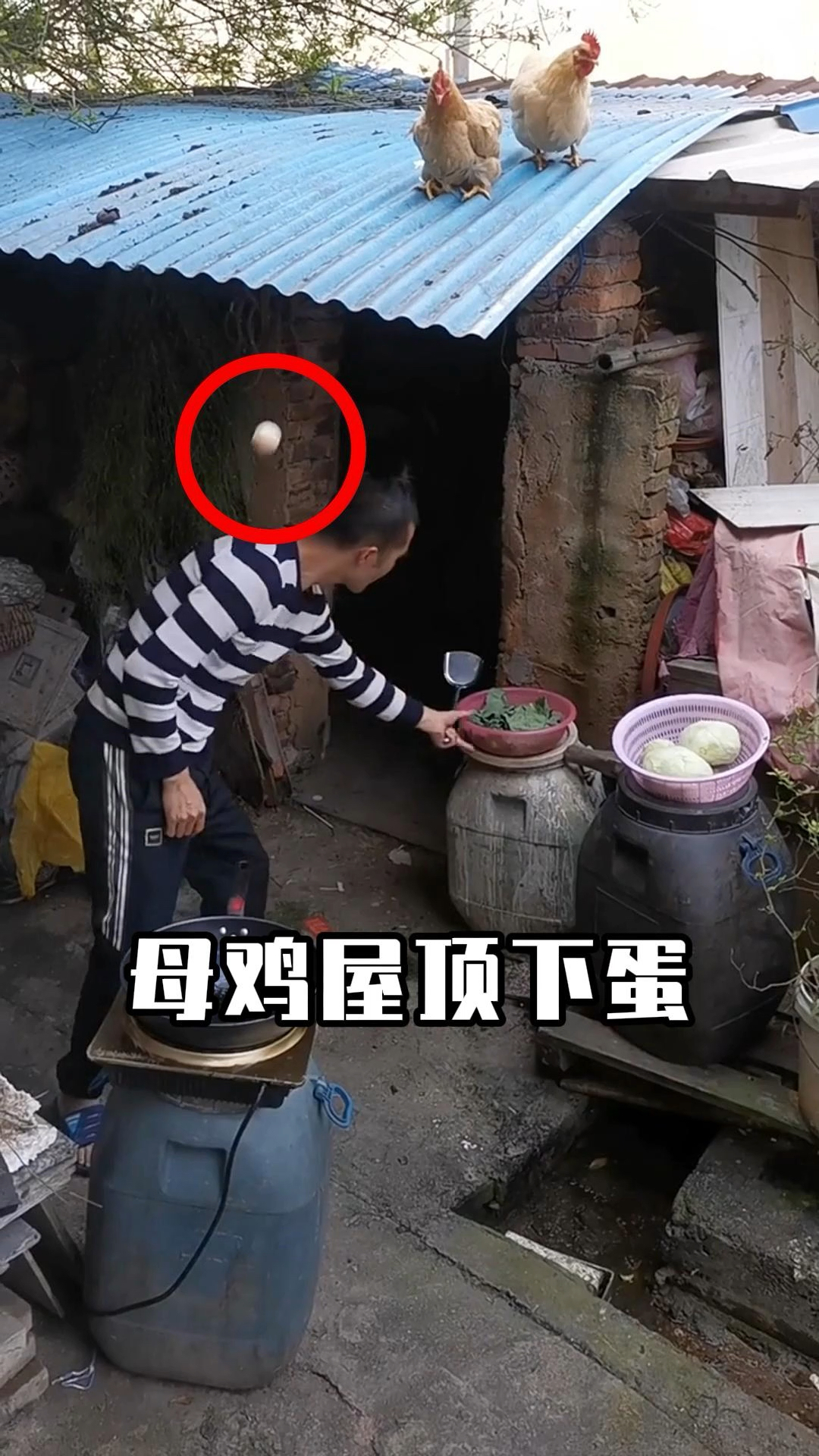 母鸡屋顶下蛋,鸡蛋巧落炒锅